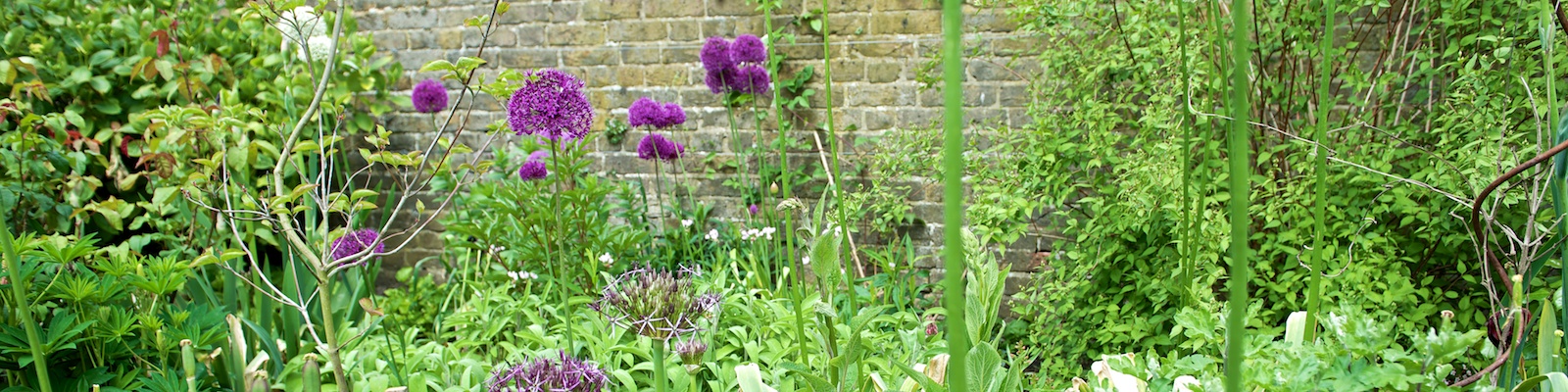 Posy Gentles Gardening Blog