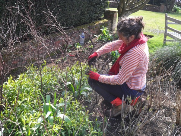 Gardener, Sophie Adams, twists and weaves the pliant birch twigs