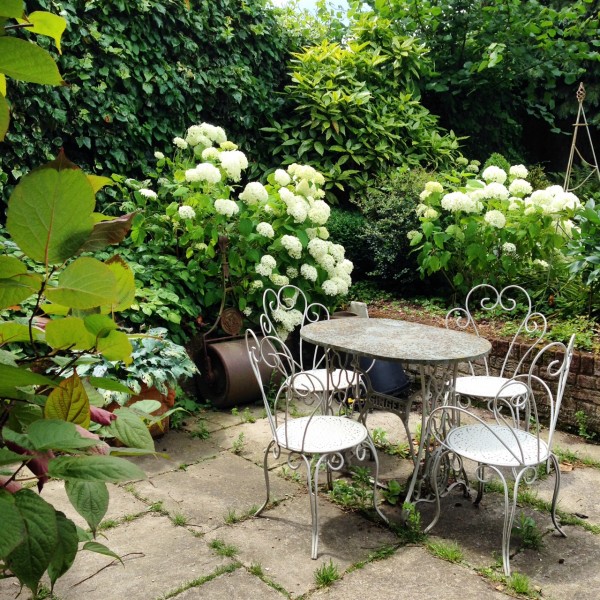 white-hydrangeas1